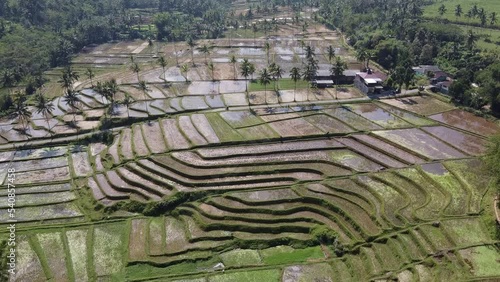 terraced rice field with drone move forward ungraded photo