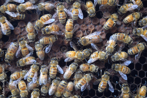 Swarm of bees in the hive, worker bees collect honey