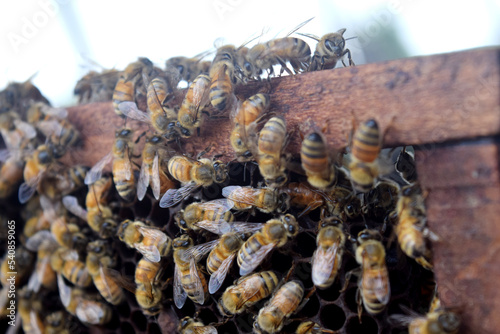 Swarm of bees in the hive, worker bees collect honey © DODO HAWE