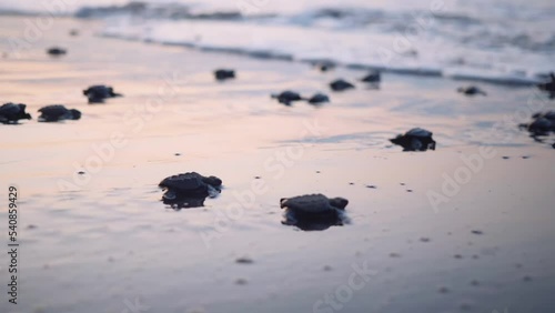 Dynamic shot with camera movement and rack focus of group of baby sea turtle hatchlings crawling towards the ocean after emerging from the nest. photo