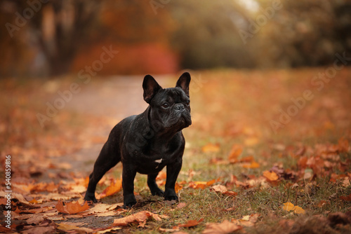 french bulldog dog in autumn park. pet on a walk in leaf fall in woods © Anna Averianova