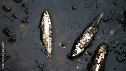 close up of fish dying in the polluted water with oil pollution ,concept of environmental protection