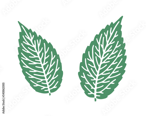 One color illustration of spearmint leaves