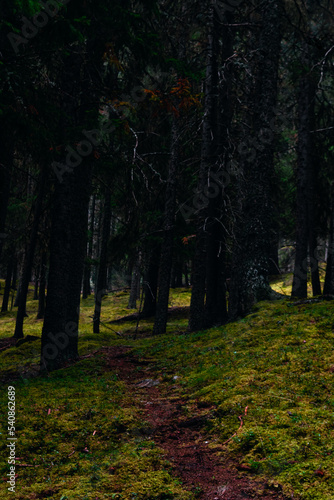 Fearsome dark coniferous forest with bright green moss floor