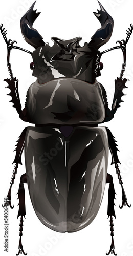 Mesotopus tarandus タランドゥスオオツヤクワガタ