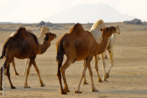 
Caravan of camels walking across desert