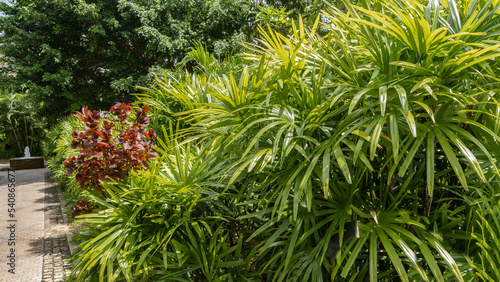 Vegetation in a tropical park. Along the paved pedestrian path there are green stunted palm trees  bushes  trees. The fountain is visible in the distance. Seychelles