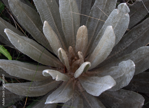 Frailejón Páramo de Belmira photo