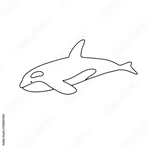 Vector swimming killer whale isolated on white background. Hand drawn outline doodle illustration ocean or underwater animal