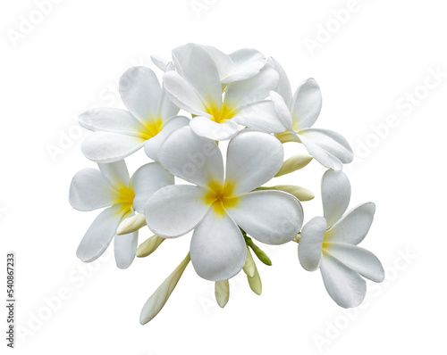 Tropical flowers frangipani (plumeria) isolated on transparent png