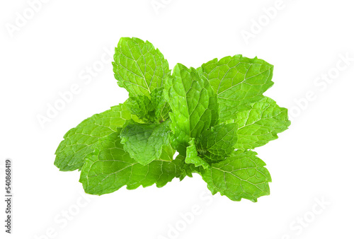 mint leafs herb. isolated on transparent png