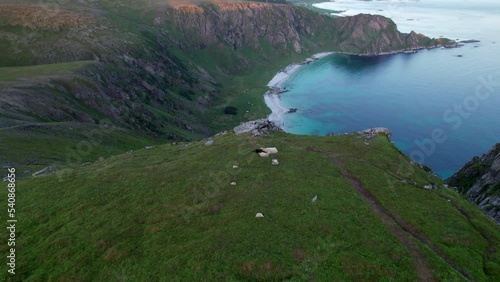 Famous Hoyvika beach during summer with sheep chilling on a ridge, Andoya, Vesteralen, Northern Norway photo