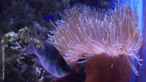 coral reef in aquarium | long tentacle toadstool coral |海葵