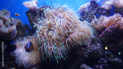 coral reef in aquarium   long tentacle toadstool coral        