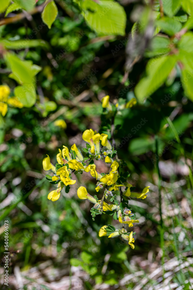 Cytisus hirsutus flower growing in forest, close up Cytisus hirsutus flower growing in forest, close up