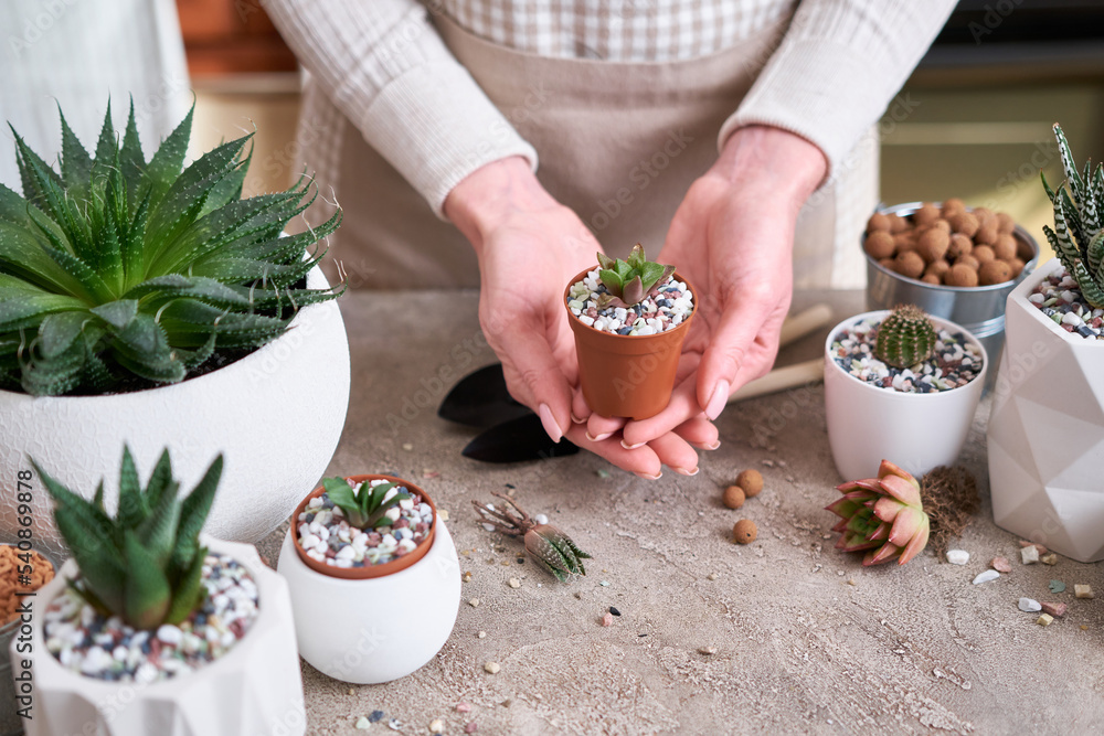 Woman holding planted Succulent haworthia Plant in brown plastic Pot