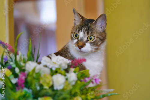 Portrait of a cute colorful cat. Felis silvestris catus. Domestic animnal. cat with a bouquet of flowers photo