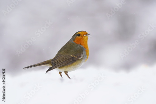 Winter scene with a cute redbreast. European robin sitting in the snow. Winter scene with song bird. Erithacus rubecula. © Monikasurzin