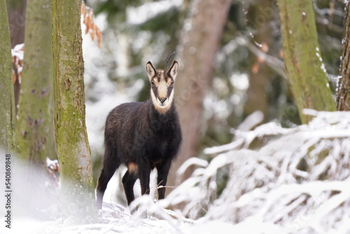 a chamois with one horn stands in a winter forest. Rupicapra rupicapra