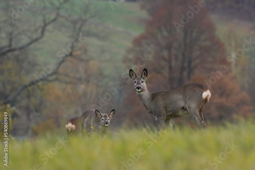Autumn scene with two reo deer. Capreolus capreolus. 