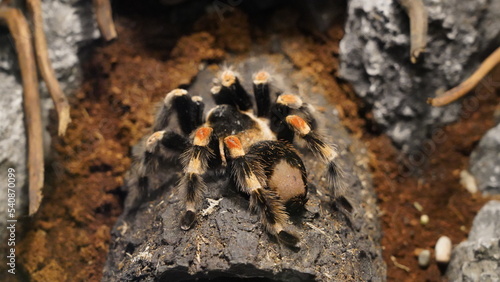 Mexico giant red knee|Brachypelma hamorii|墨西哥红膝鸟蛛|Araneae|Arachnida