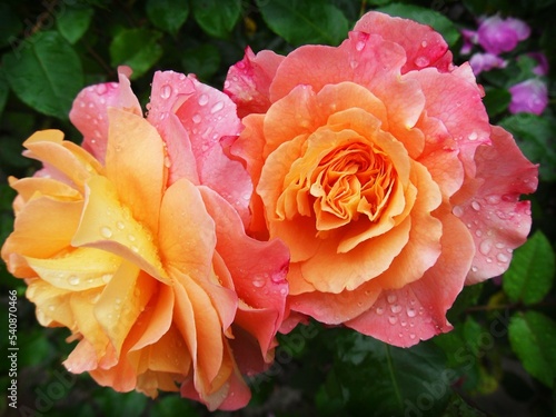 orange and roses