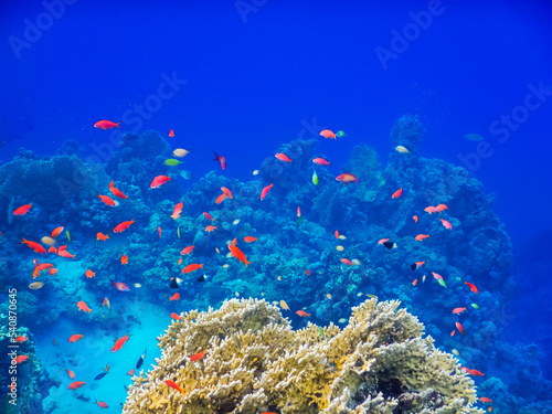 Fototapeta Naklejka Na Ścianę i Meble -  incredible beautiful fishes over corals in deep blue water while diving