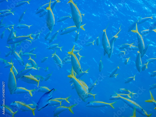 lot of fishes with a yellow stripe in blue water