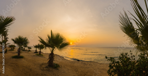 many little palm trees during sunrise at the beach in egypt panorama