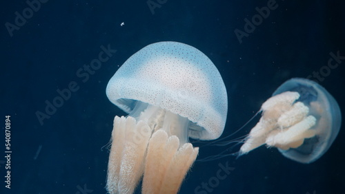 Rhopilema nomadica Nomad Jellyfish| white jellyfish in aquarium photo