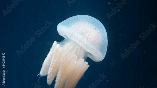 Rhopilema nomadica Nomad Jellyfish| white jellyfish in aquarium