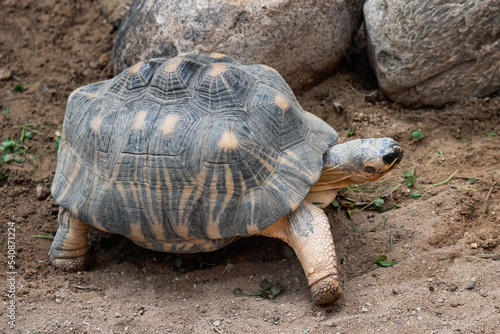 Radiated tortoise walking on ground, Astrochelys radiata. Critically endangered tortoise species, endemic to Madagascar.