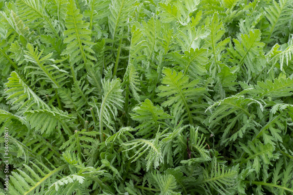 Green leaves of achillea filipendula in the spring. Medicinal plants in the garden