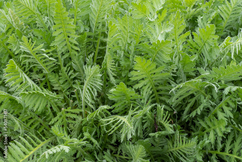 Green leaves of achillea filipendula in the spring. Medicinal plants in the garden