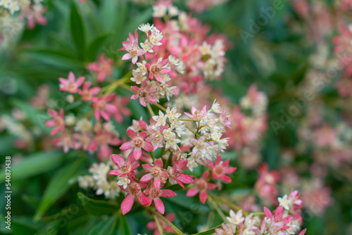 Wallpaper Mural Clusters of pink and white flowers. Closeup. Ceratopetalum gummiferum. New South Wales Christmas Bush. Torontodigital.ca