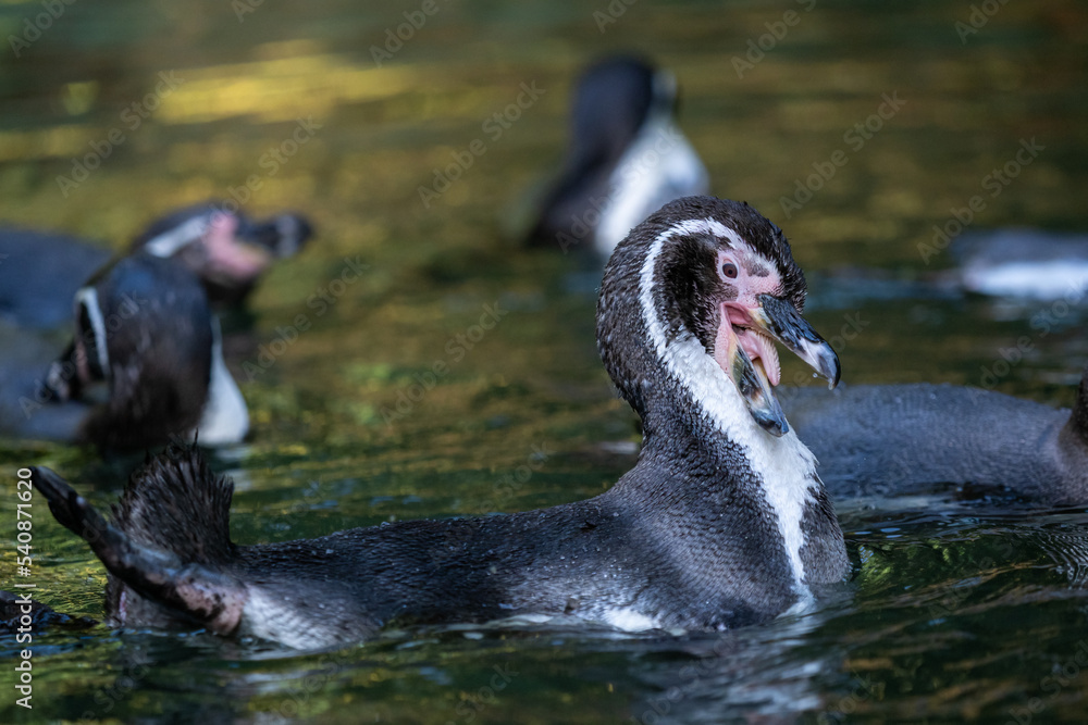 Fototapeta premium Humboldt penguin (Spheniscus humboldti) swimming in water