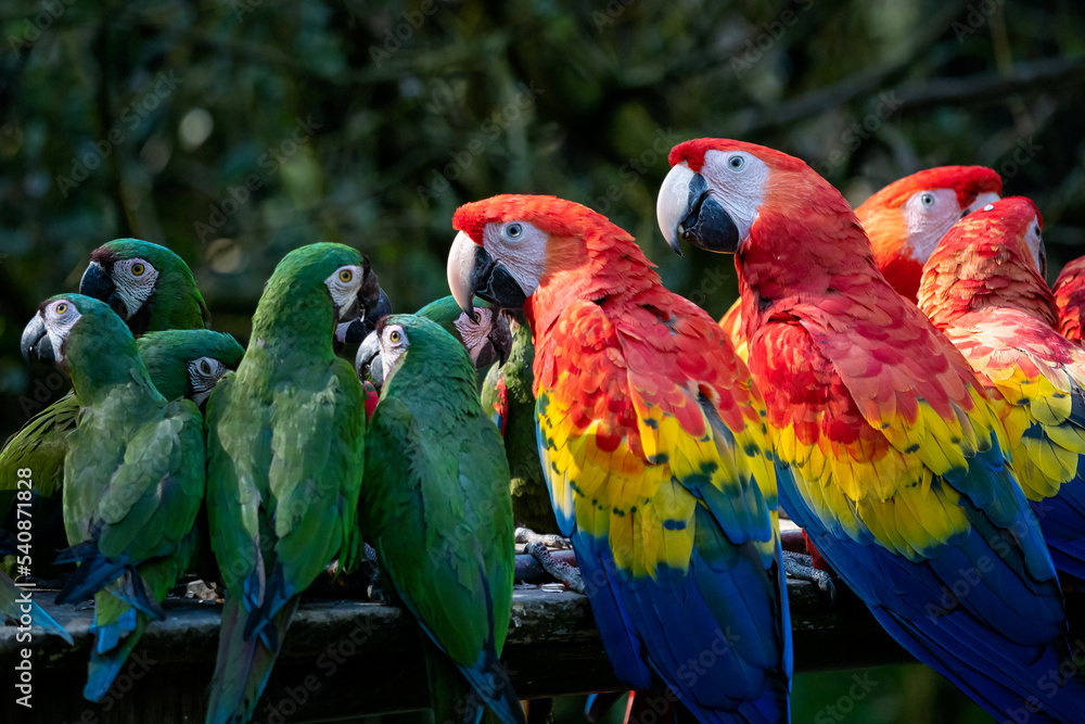 Obraz premium Group of Ara parrots, Red parrot Scarlet Macaw, Ara macao and military macaw (ara militaris)