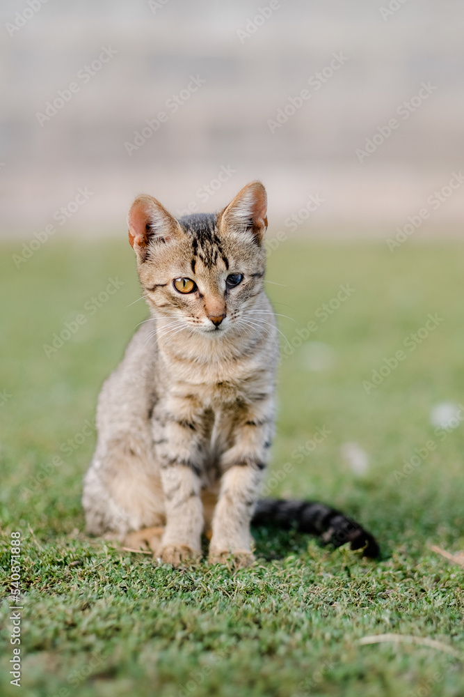 a small kitten sits on the grass, with one blind eye. Sitting outside on the grass in summer. Concept handicapped animals. Isolated, no people