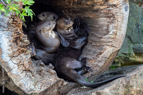 The Giant Otter family, Pteronura brasiliensis in a tree trunk photo