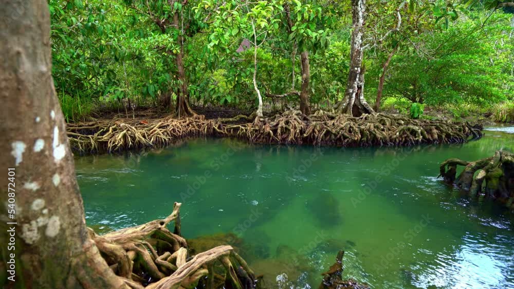 Tropical trees roots in swamp forest and crystal clear water stream canal at Tha Pom Klong Song Nam mangrove wetland Krabi Thailand Beautiful nature view Tropical trees roots in swamp forest and crystal clear water stream canal at Tha Pom Klong Song Nam mangrove wetland Krabi Thailand Beautiful nature view
