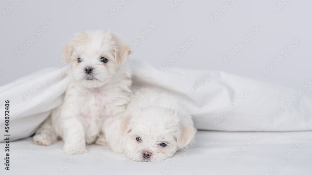 Two cute white Maltese puppies sit under white warm blanket on a bed at home and look at camera. Empty space for text