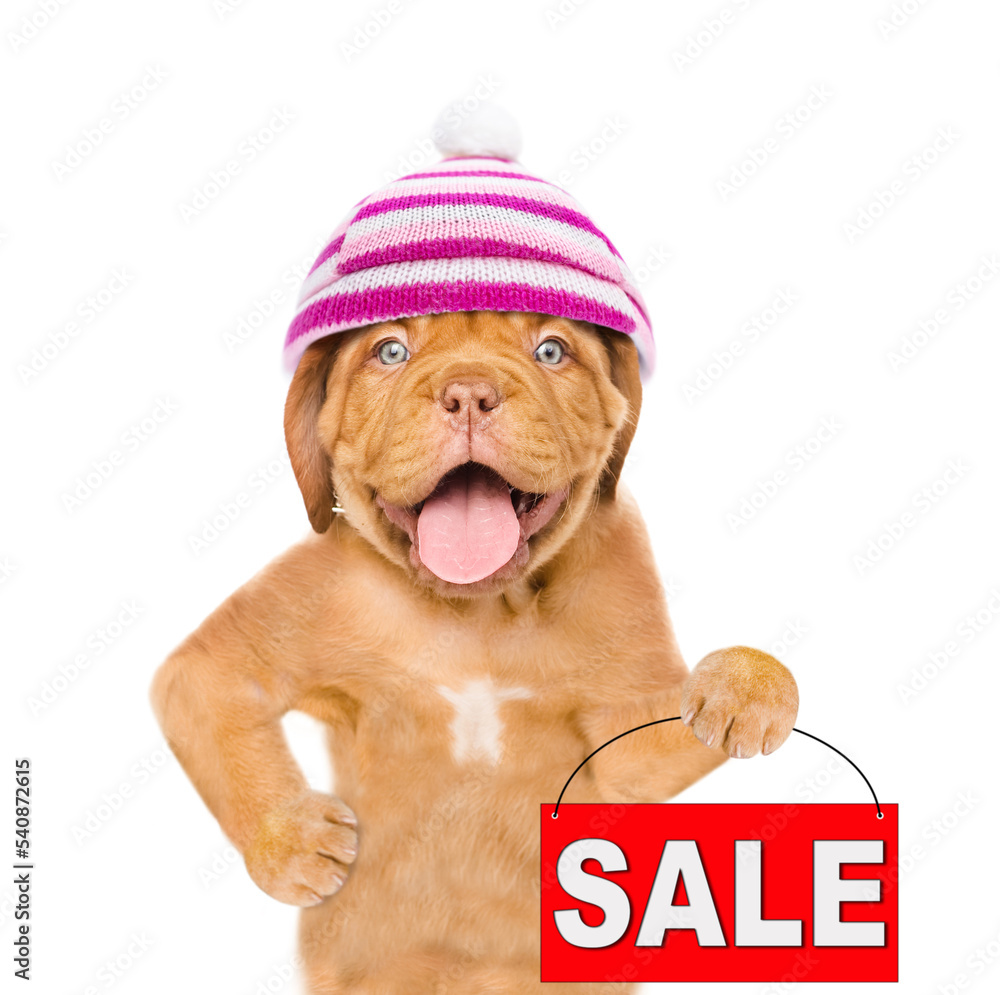 Funny puppy wearing a warm hat with pompon holds signboard with labeled Funny puppy wearing a warm hat with pompon holds signboard with labeled
