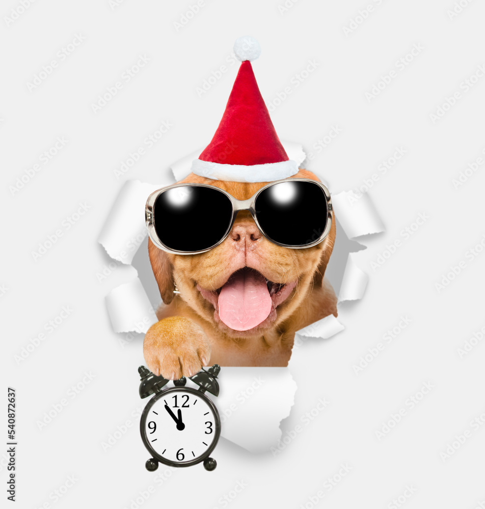 Happy puppy wearing sunglasses and red santa hat holding alarm clock and looking through a hole in white paper Happy puppy wearing sunglasses and red santa hat holding alarm clock and looking through a hole in white paper