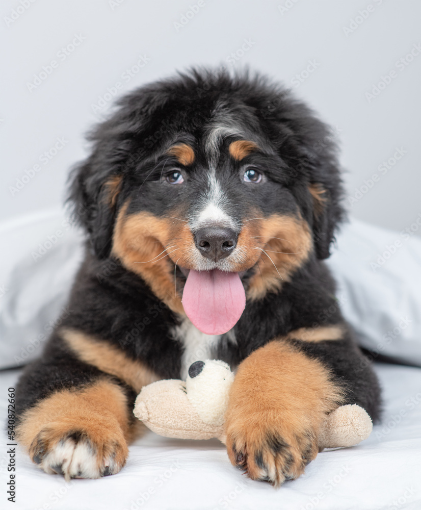 Happy Bernese mountain dog puppy lying on a bed under white blanket at home and hugging favorite toy bear