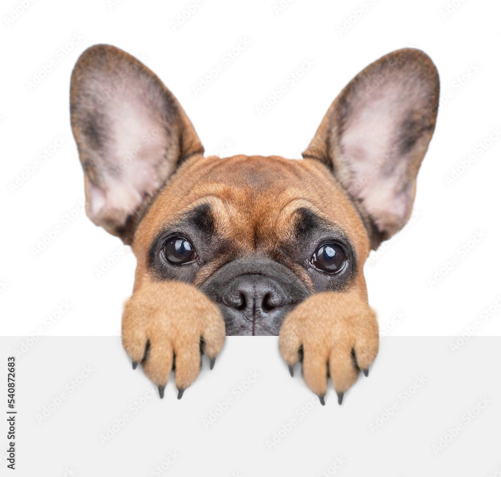 Scared french bulldog puppy looks above empty white banner. isolated on white background Scared french bulldog puppy looks above empty white banner. isolated on white background