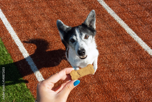 The dog asks for a tasty bone. Dog food. The dog with pleading eyes looks at the owner who has a delicious treat.