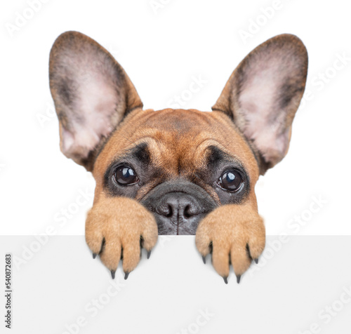 Scared french bulldog puppy looks above empty white banner. isolated on white background © Ermolaev Alexandr