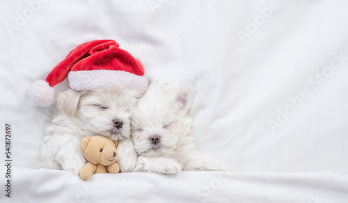 Two maltese puppies wearing santa hat sleep on a bed at home and hug toy bear. Top down view. Empty space for text