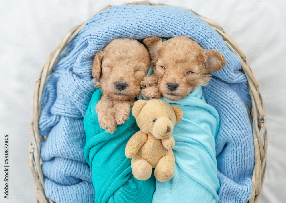 Newborn teacup poodle hotsell