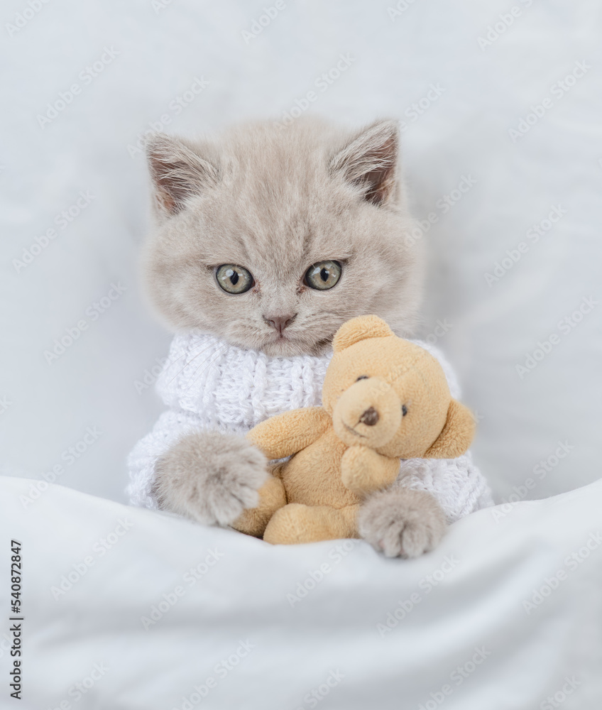 Cute kitten wearing warm sweater hugs favorite toy bear under white warm blanket on a bed at home.Top down view